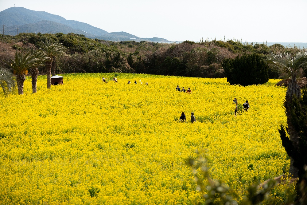渥美半島菜の花まつり2026