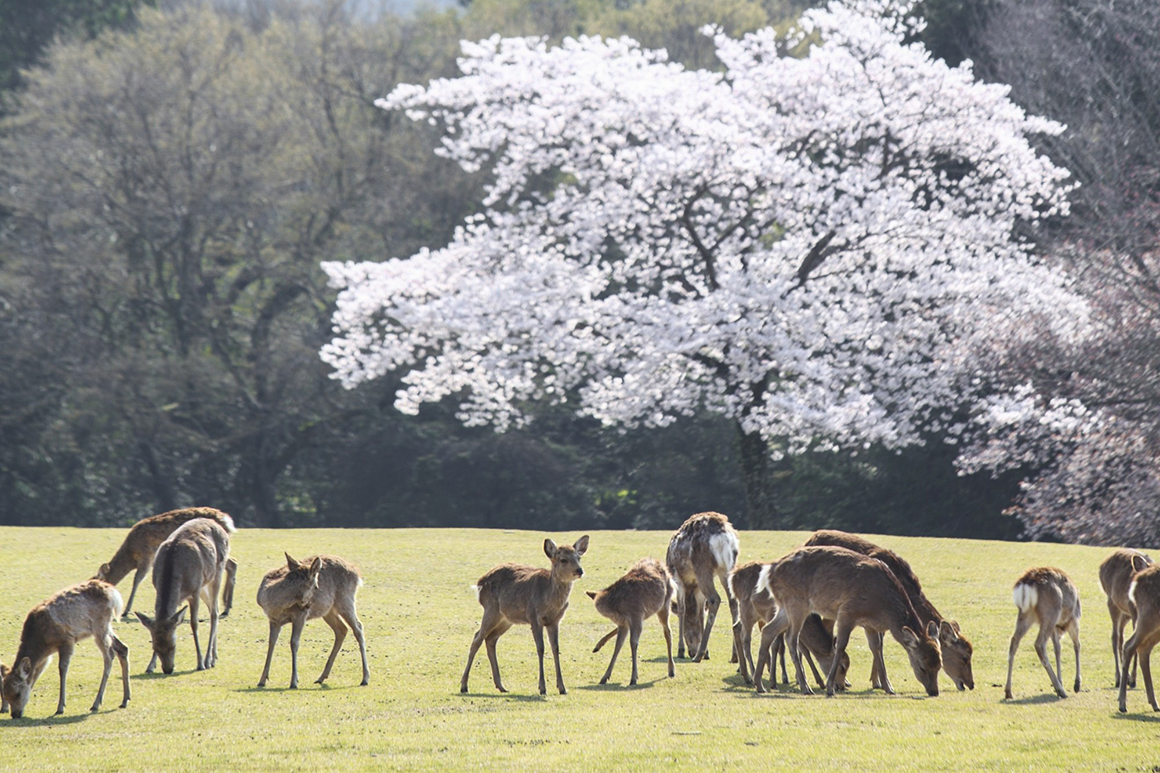 奈良公園