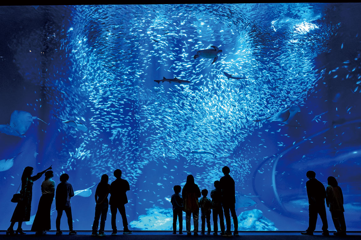 アクアワールド 茨城県大洗水族館