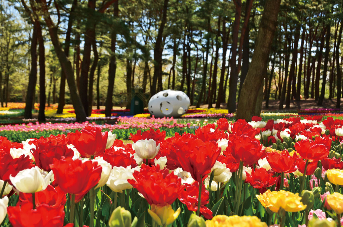 国営ひたち海浜公園