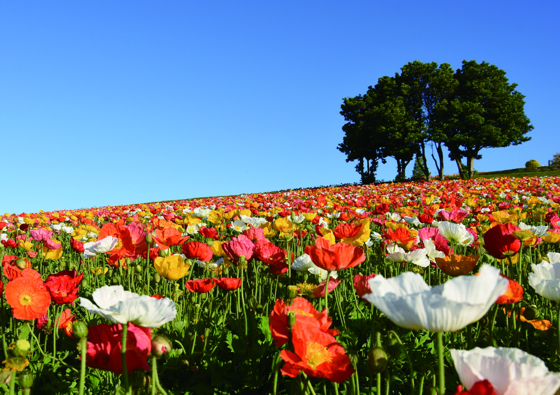 兵庫県立公園 あわじ花さじき