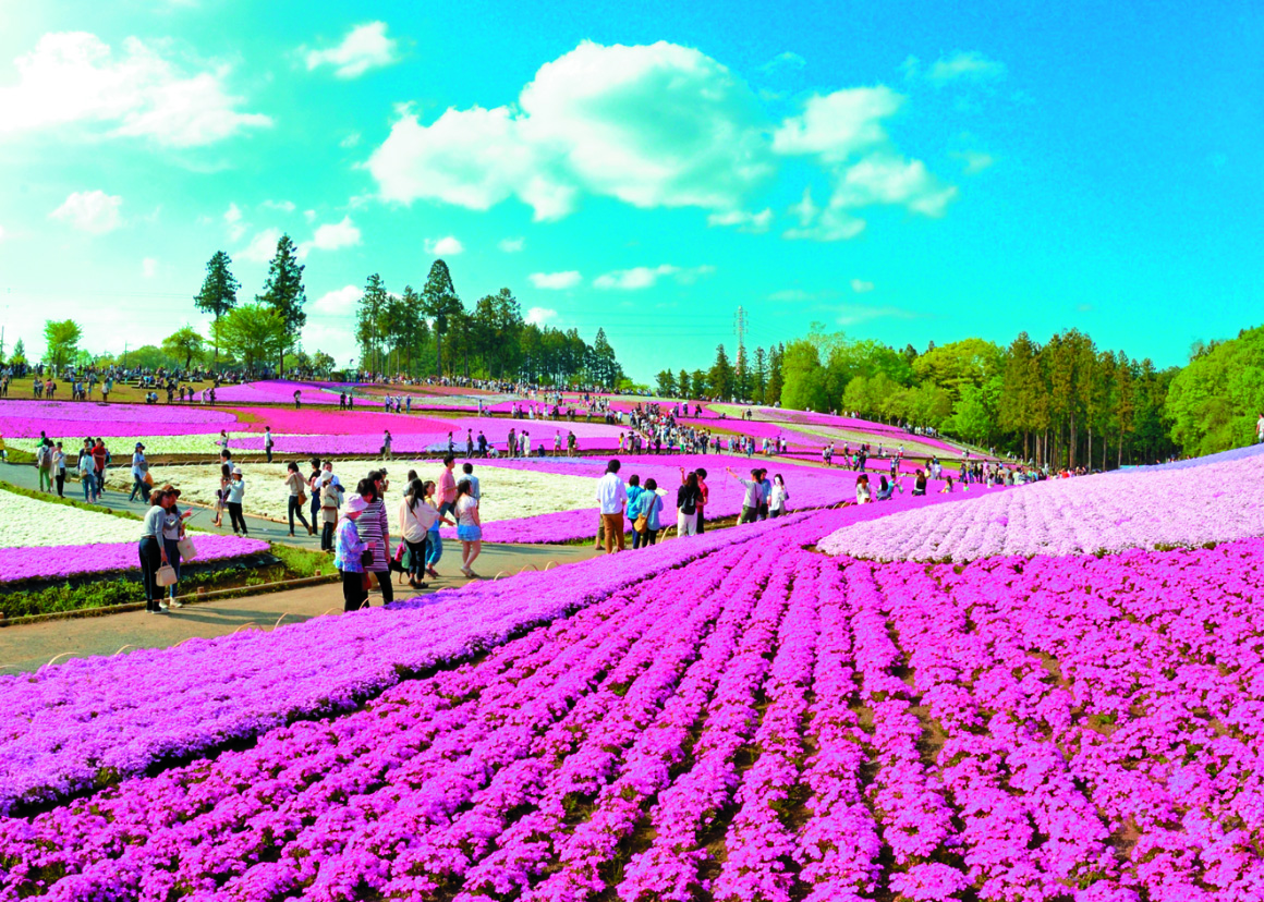 羊山公園